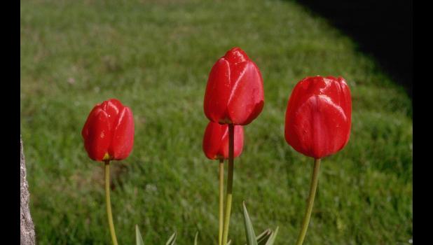 Tulips and other bulbs need to keep their foliage so that the bulbs grow larger the following year. Photo by Howard F. Schwartz, Colorado State University, Bugwood.org