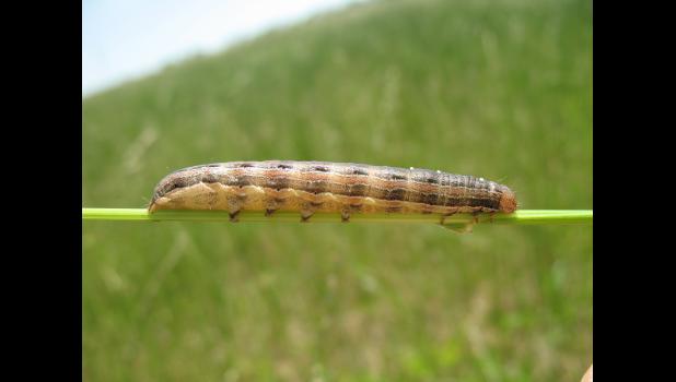 True armyworm. Photo by Greg Luce, MU Extension