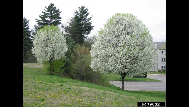 Bradford pear. Photo by Leslie J. Mehrhoff, University of Connecticut, Bugwood.org