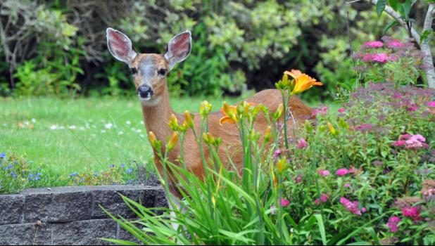 Pungent smells and unpleasant tastes may dissuade wildlife such as deer.