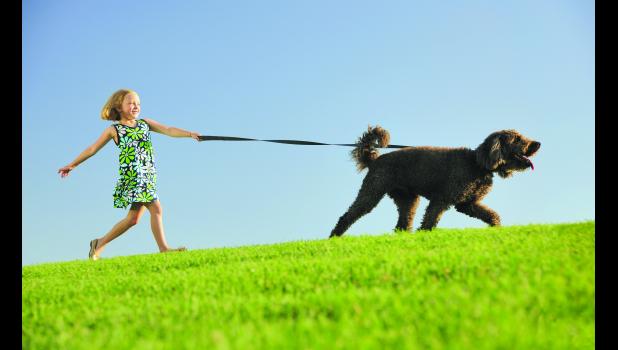 Make your dog a happy dog.