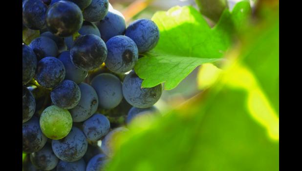 Concord grapes are popular in Missouri.