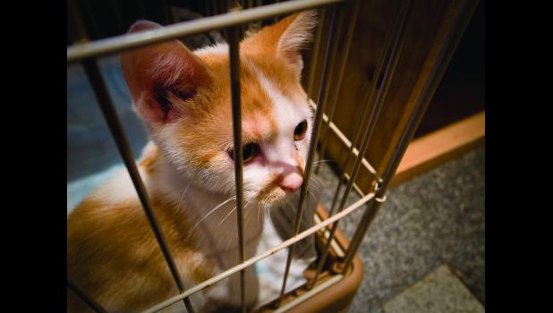 International Cat Day is Tuesday, August 8