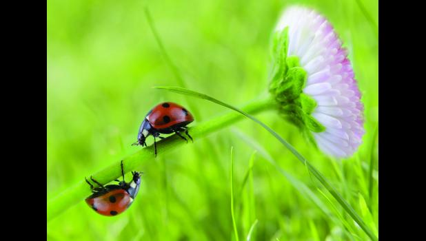 Herd owners should watch grass this spring to see if it meets livestock grazing needs.