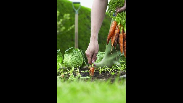 You can take samples to your county MU Extension center.