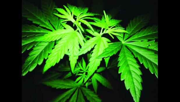 The Marijuana Legalization Movement is at the forefront in legalizing the drug in Missouri.