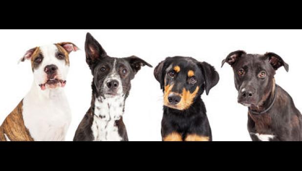 There are many reasons to consider a mutt.