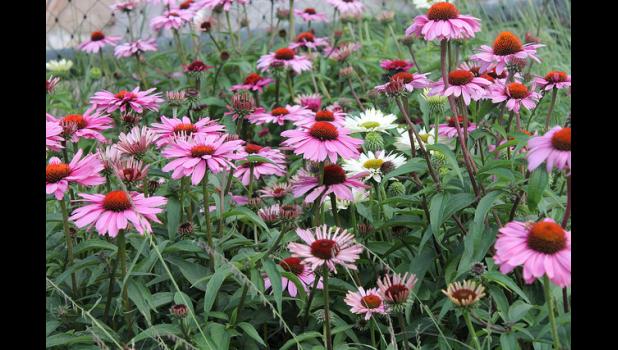 Purple coneflower "Magnus," a popular nativar. Photo by Elvert Barnes