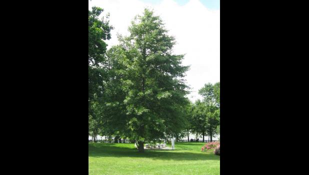 Pin oaks do not tolerate alkaline soils.