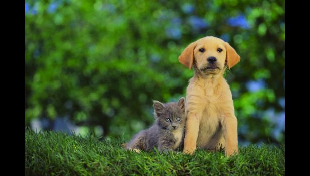 April is National Heartworm Awareness Month