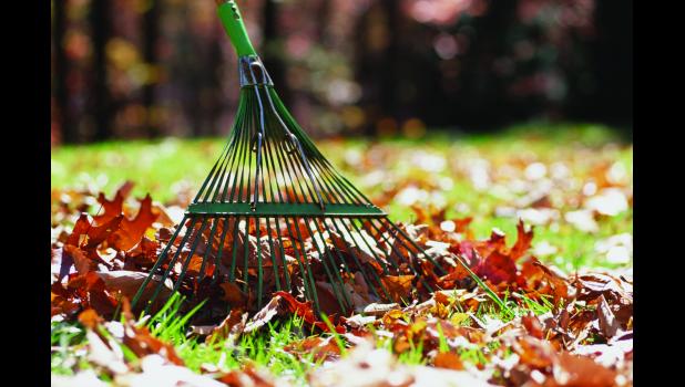 Leaves make great compost material.