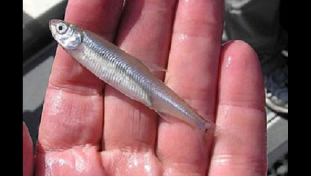Delta Smelt