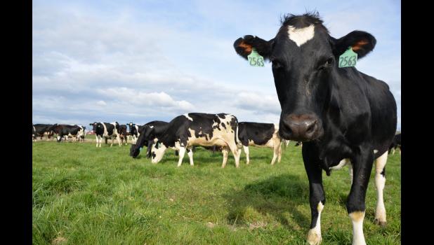 The Fletchers increased profits and reduced labor in their dairy operation by switching to rotational grazing after attending an MU Extension management-intensive grazing school. Photo courtesy of Edgewood Dairy