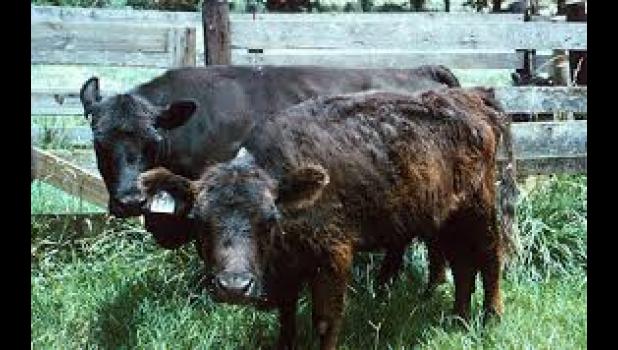 The main symptom of calves on toxin is a shaggy hair coat that does not shed.