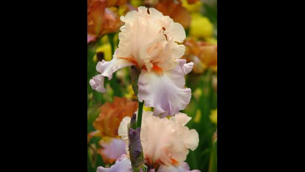 Iris date back more than 3,000 years.