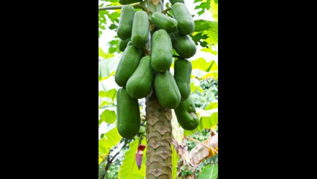 Pawpaw trees grow to 15-20 feet.