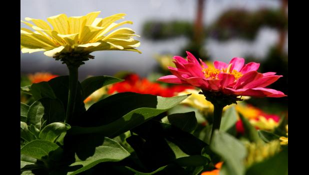 Zinnias - Photo by Flickr user Liz West/CC BY-SA 2.0