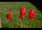 Tulips and other bulbs need to keep their foliage so that the bulbs grow larger the following year. Photo by Howard F. Schwartz, Colorado State University, Bugwood.org