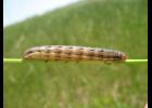 True armyworm. Photo by Greg Luce, MU Extension