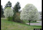 Bradford pear. Photo by Leslie J. Mehrhoff, University of Connecticut, Bugwood.org