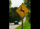 Deer create hazards for Missouri motorists.