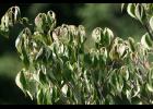 Tree showing signs of drought or water stress.