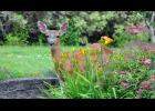 Pungent smells and unpleasant tastes may dissuade wildlife such as deer.