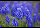 Grape hyacinth. Photo by Yoko Nekonomania, CC BY 2.0 via Wikimedia Commons