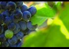 Concord grapes are popular in Missouri.