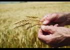 Conference focused on growing problems for crops.