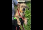 Many of the dogs have extremely overgrown toenails and eye and skin infections.