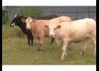 The top heifer in the sale sold for $2,950.
