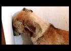 Animals were overcrowded in unsanitary living conditions.