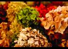 Hydrangeas are available in several colors.