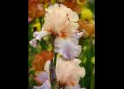 Bearded Iris – Photo by Andrey Korzun, shared under a Creative Commons (BY-SA 3.0) license, via Wikimedia Commons.