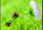 Herd owners should watch grass this spring to see if it meets livestock grazing needs.