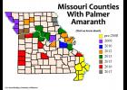 Palmer amaranth, a species of pigweed, is now in at least 39 Missouri counties. Photo by Kevin Bradley, University of Missouri