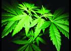 The Marijuana Legalization Movement is at the forefront in legalizing the drug in Missouri.