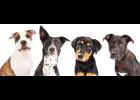 There are many reasons to consider a mutt.