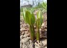Monarch butterflies have returned early to Missouri and are laying eggs at an unprecedented rate, as evidenced by this emerging milkweed plant at the Anita B. Gorman Discovery Center in Kansas City, which is covered with 17 monarch eggs. Missourians for Monarchs is encouraging landowners not to mow roadsides and other areas that can serve as habitat for the butterflies. Photo courtesy of Amanda Gehin.