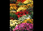 Mums make good choices for fall color.