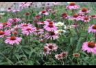 Purple coneflower "Magnus," a popular nativar. Photo by Elvert Barnes