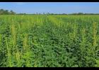 Palmer Amaranth