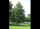 Pin oaks do not tolerate alkaline soils.