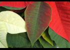Poinsettia bract beginning to change color. (Picture by Debbie Johnson)