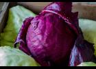 Brassicas include cabbage, as well as cauliflower, broccoli, kale, turnips and collards. 