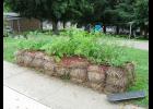 Straw bale gardening offers gardeners options in many locations. The key to success is conditioning of the bales. Photo by Flickr 