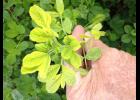 Lack of nitrogen from too much moisture can cause alfalfa plants to turn yellow.