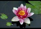 Water Lily