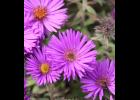 Purple Dome aster. Photo by Drew Avery.